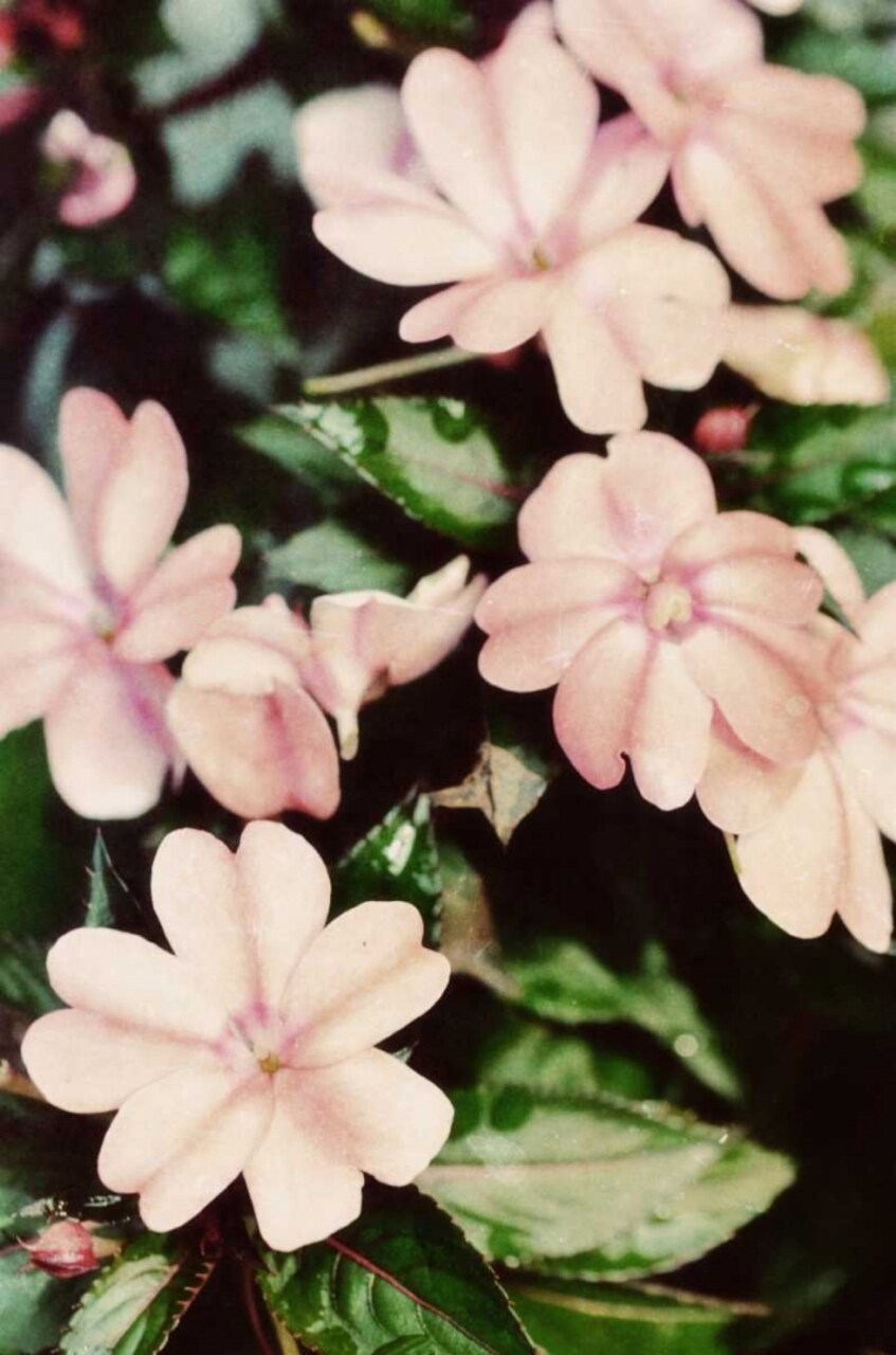 Filter Flowers II Poster Print by Gail Peck - Item # VARPDX10278